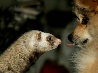 Cool Wallpaper Ferret Background