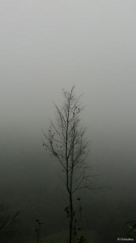 Tree Fog Rain Hills 4k Ultra HD Mobile Wallpaper