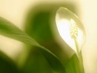 Tag Peace Lilies Wallpaper Image Photos And Pictures For