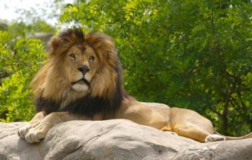 Wallpaper Animals Nature Cat Lion Predator Face Animal Cats