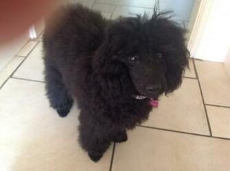Black And Poodle Ballerina Wallpaper The