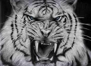 White Tiger Tattoo Designs Ideas
