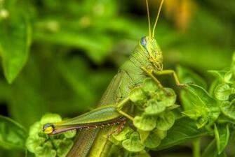 Grasshopper Wallpaper