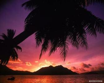 Wallpaper Palm Sunset Index