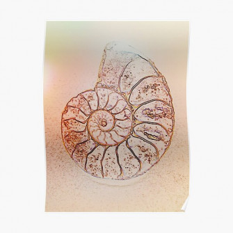 Ammonite Poster By Magswilliamson Wallpaper