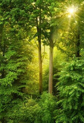 Laeacco Green Forest Mystic Trees Sunshine Portrait Photographic