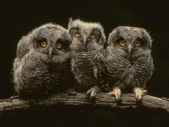 The Gorgeous Princess Do You Find Owls Cute Check This Out