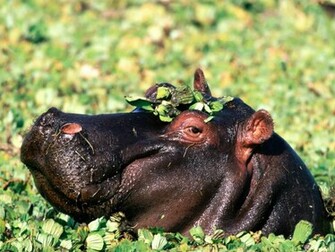 Hippopotamus Wallpaper