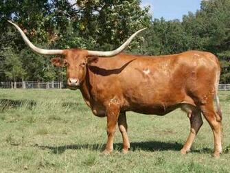 Texas Longhorn Cattle Austin Bulls