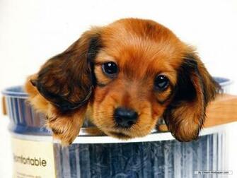 Mini Dachshund Wallpaper Dogs