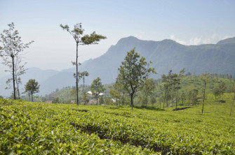 Tea Garden Wallpaper