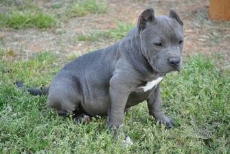 Photos Pitbull Dogs Perros Fotos E Im Genes En Foto X