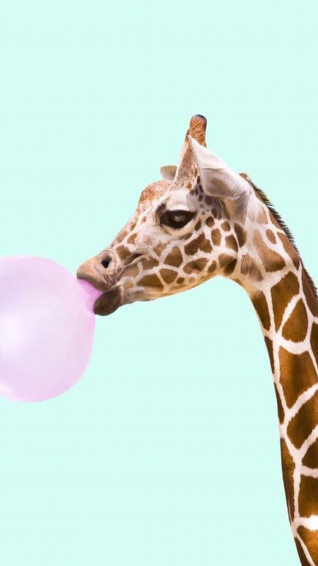 Adorable Animal Compatible With Your iPhone Wallpaper