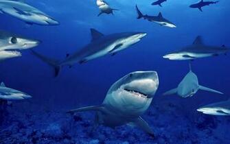 Sharks Wallpaper Desktop Background