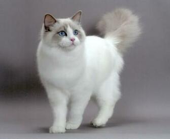 Beautiful Cat Wallpaper Pic Photosjunction