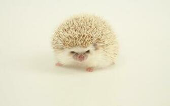 Hedgehog Wallpaper Best