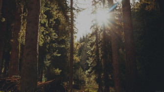 Aesthetic Forest Desktop Wallpaper Top