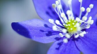Blue Flower Wallpaper Grasscloth