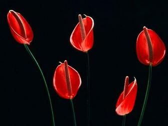 Flowers Wallpaper Red