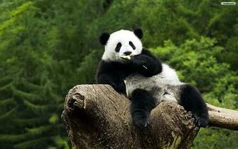 Panda Wallpaper HD Computer Cool Walldiskpaper