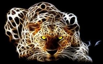Beautiful Young Tiger HD Desktop Wallpaper High Definition