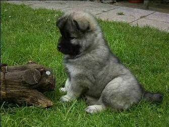 Puppies Screensaver Jpg