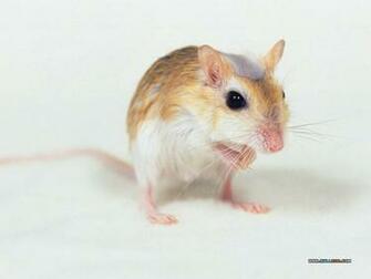 Pet Wallpaper Index Cute Hamster Photos17