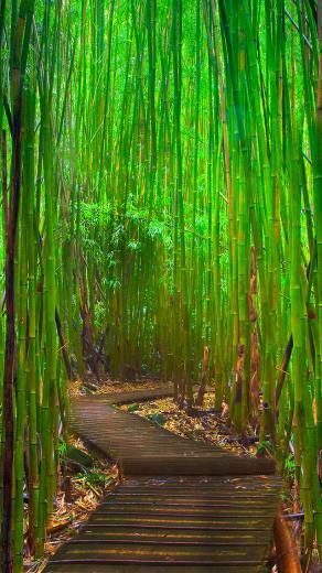 Bamboo Forest iPhone 5s Wallpaper iPad