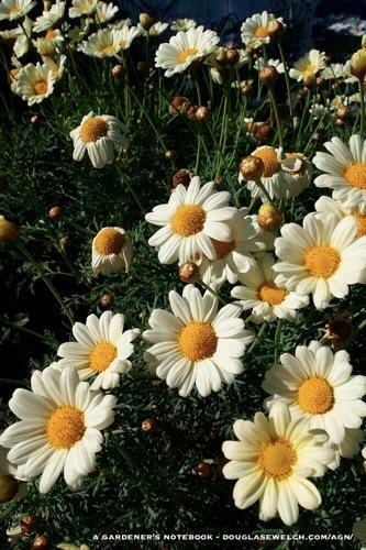 Desktop Wallpaper For March Daisies A Gardener S