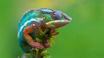 Collection Great Pictures Pure High Definition HD You Can