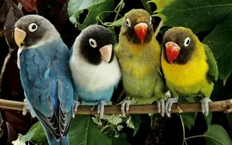 Pin Exotic Parrots Animal Wallpaper Resolution Great On