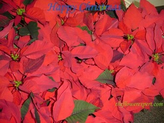 Christmas Poinsettia Flower Wallpaper