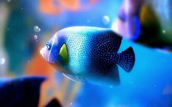 Most Beautiful Colorful Fish HD Pictures Exotic Collection Pixhome