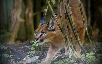 Wallpaper Cat Hunting Near A Tree 3d For Desktop