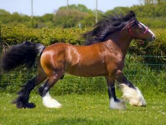 Cute Horse Wallpaper