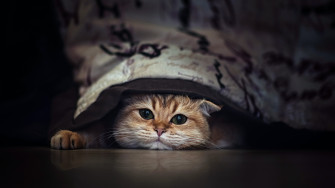 Stare Animal Cat 4k Ultra HD Wallpaper