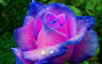 3d Rose Live Wallpaper Android Apps On Google Play