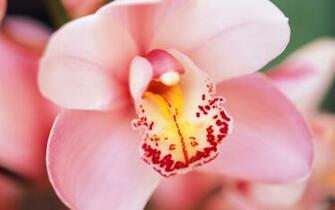 Wallpaper Orchid Flowers Desktop Background
