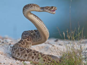 Rattlesnakes Trick Humans Into Thinking They Re Closer Than Are
