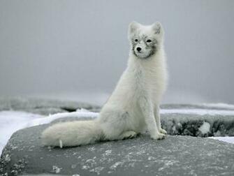 Arctic Fox Wallpaper Desktop