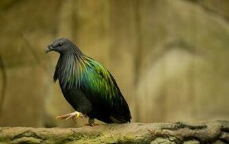 Birds HD Wallpaper Background Pictures