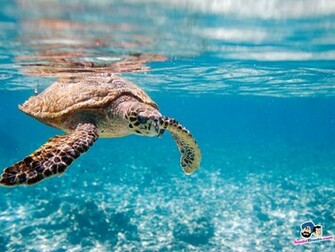 Aquatic Wallpaper