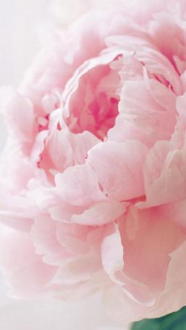 Nature Spring Bloomy Peony Macro iPhone Wallpaper