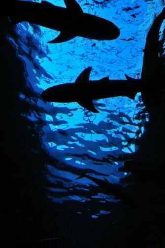 Sharks Animals Wallpaper For iPhone