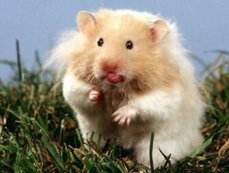 Cute Teddy Bear Hamster Wallpaper Me