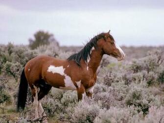 Paint Horse Wallpaper