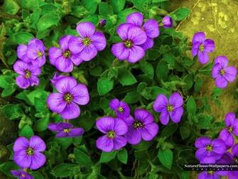 Arabis Wallpaper Resolution