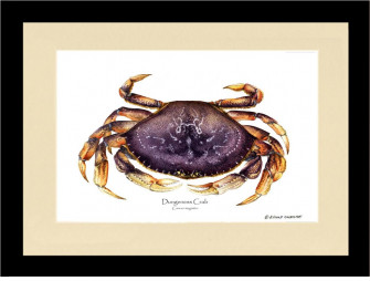 Dungeness Crab Wallpaper