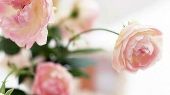 Peony Flower Wallpaper