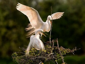 Birds Wallpaper Desktop Birdsdesktop Background